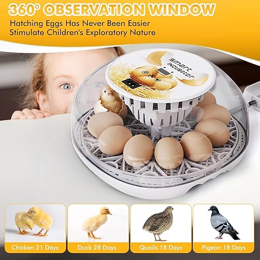 Egg incubators for Hatching Eggs, Automatic Egg Turning 12-24 Poultry Incubator with Temperature Control,Automatic Water Adding,℉ Display,360° View for Hatching Chickens, Duck,Quail,Goose Eggs (M12) - Image 6
