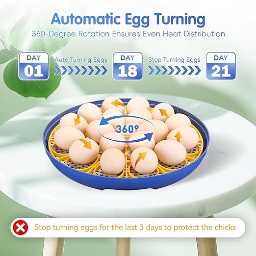 Egg incubators for Hatching Eggs, Automatic Egg Turning 12-24 Poultry Incubator with Temperature Control,Automatic Water Adding,℉ Display,360° View for Hatching Chickens, Duck,Quail,Goose Eggs (M18H) - Image 3