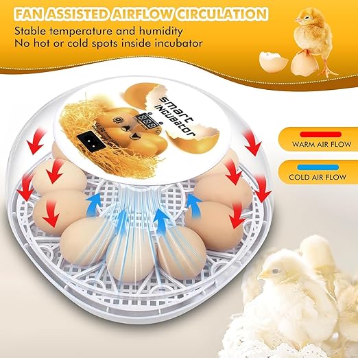 Egg incubators for Hatching Eggs, Automatic Egg Turning 12-24 Poultry Incubator with Temperature Control,Automatic Water Adding,℉ Display,360° View for Hatching Chickens, Duck,Quail,Goose Eggs (M12) - Image 3