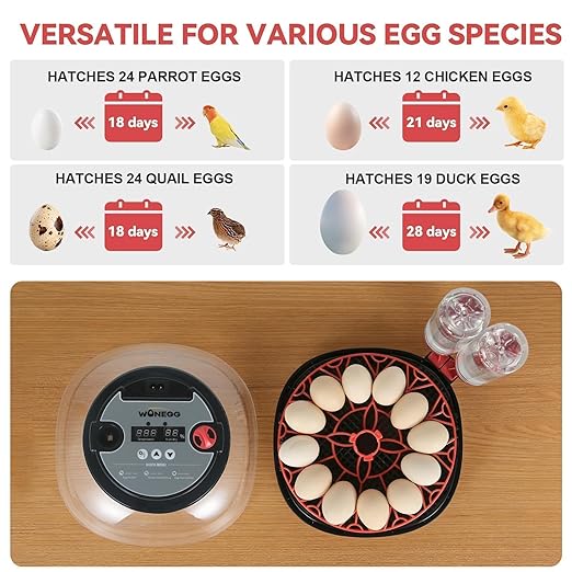2nd Gen - 12 Egg Automatic Incubator, Two-Stage Humidity with Auto-Refill & Stable Temp Control, Auto Egg Turning, Candler, Real-Time Display for Hatching Chicken, Goose, Duck, Quail, Pigeon - Image 6