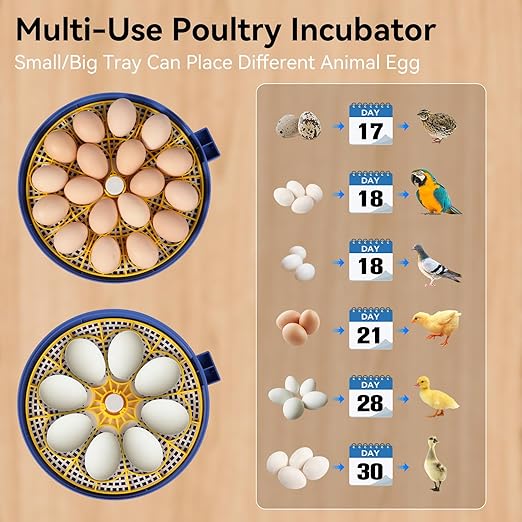 18 Egg Incubators for Hatching Eggs, Chicken Egg Incubator with Automatic Egg Turning and Temperature Humidity Control, 360° Clear View Lid or Home, Farm, Classroom, Hatching Chicken, Duck,Quail,Goose - Image 7