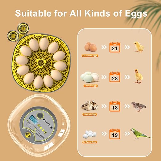 Incubator for Hatching Eggs-12 Egg Capacity, Automatic Egg Turner, Temperature & Humidity Control, 360° Viewing for Chicken, Duck and Quail Eggs - Image 5
