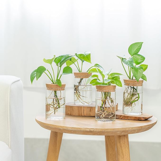 Dahey Plant Propagation Terrarium Desktop Glass Planter Station Water Planting Glass Vase with Lid and Wooden Stand for Propagating Hydroponic Plants Centerpiece Office Home Garden Decor, 4 Pcs - Image 5
