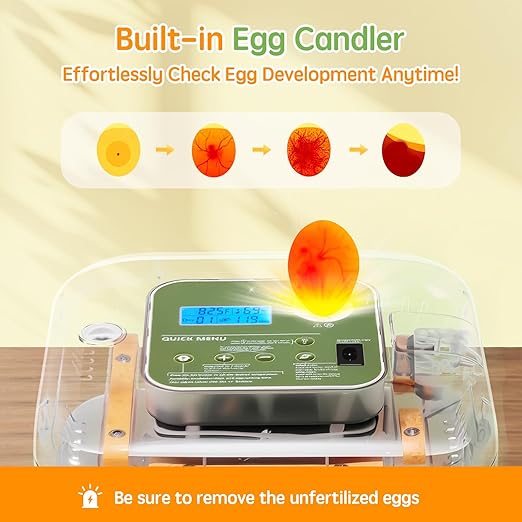 Incubator for Hatching Eggs Automatic Humidity and Temperature Control 12 Eggs Incubator, Digital Display Auto Turner 360° View Egg Candler for Chicken, Duck and Quail Bird Eggs - Image 6