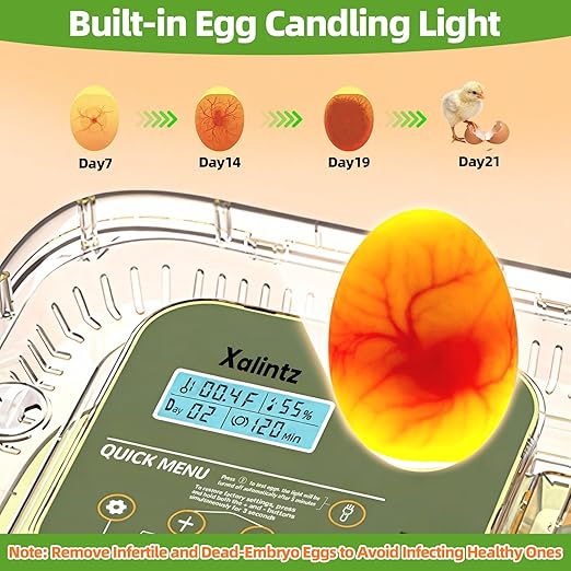 12 Egg Incubator for Hatching Eggs with Automatic Turning, Temperature & Humidity Display, Egg Candler, and Hatch Day Alert - Ideal for Chicken, Duck, and Quail Eggs - Image 5
