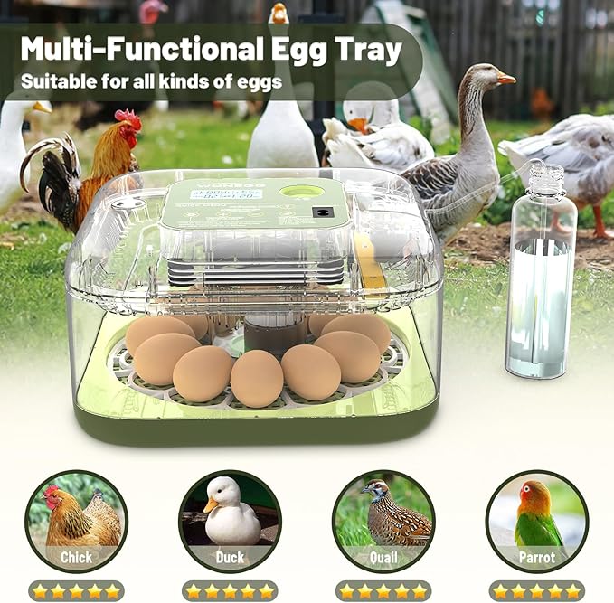 12 Egg Incubator with Automatic Egg Turning and Humidity Control, LED Egg Candling Light, Customized Incubation Days, Incubators for Hatching Eggs, Chicken Quail Parrot Pigeon Birds, Green - Image 6