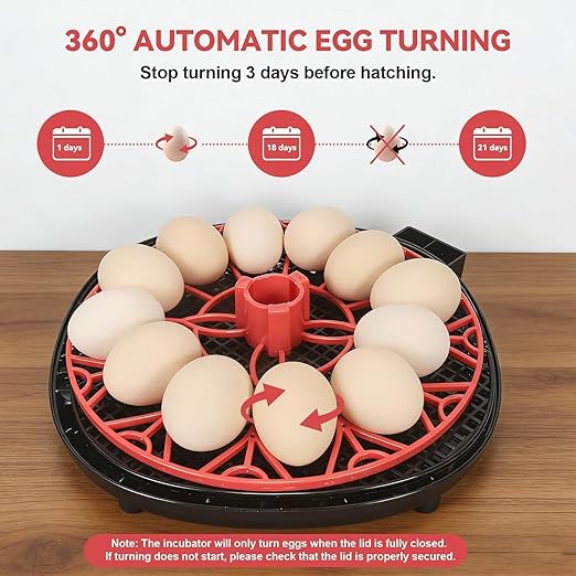 2nd Gen - 12 Egg Automatic Incubator, Two-Stage Humidity with Auto-Refill & Stable Temp Control, Auto Egg Turning, Candler, Real-Time Display for Hatching Chicken, Goose, Duck, Quail, Pigeon - Image 3
