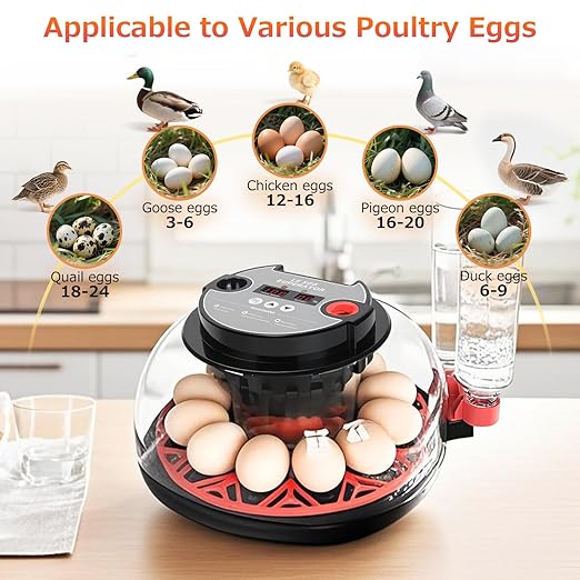 12 Egg Incubators for Hatching Eggs Automatic Egg Incubator with Temperature Control Humidity Control and Display for Chicken Duck Quail Eggs Auto Turner, Black red - Image 4