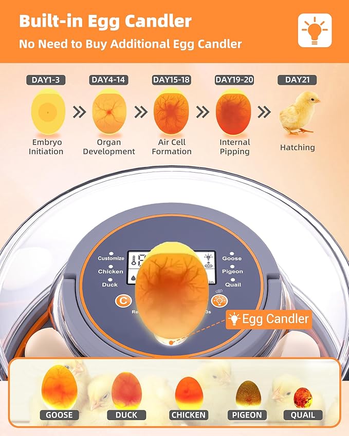 Incubators for Hatching Eggs, 12 Chicken Incubator with Automatic Egg Turning and Humidity Control, Baby Chick Cozy Supplies with Egg Candler for Quail, Chickens, Duck, Goose - Image 6