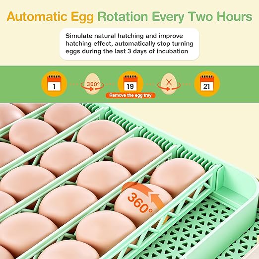 Sailnovo 48 Egg Incubator for Hatching Eggs with Auto Egg Turning, Precise Temp & Humidity Control, 360°Viewing, Egg Candler, Incubator for Chicken Eggs/Duck/Quail,Ideal for Farm/School/Lab,Green - Image 5