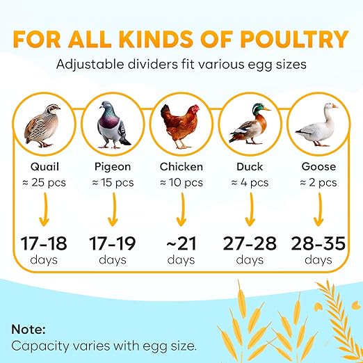 M12 Incubators for Hatching Eggs - Egg Incubator with Automatic Turner and Humidity Control - 12/24 Eggs - Incubadora de Huevos de Gallina - Easy to Use and Clean - 360° View - Blue - Image 6
