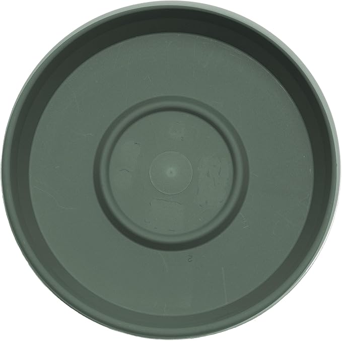 Bloem Terra Resin Saucer Tray: 4.75" Bottom Width - Basil Green - Matte, Durable, Ribbed Bottom, Indoor and Outdoor, Fits 6" Terra Pots - Image 4