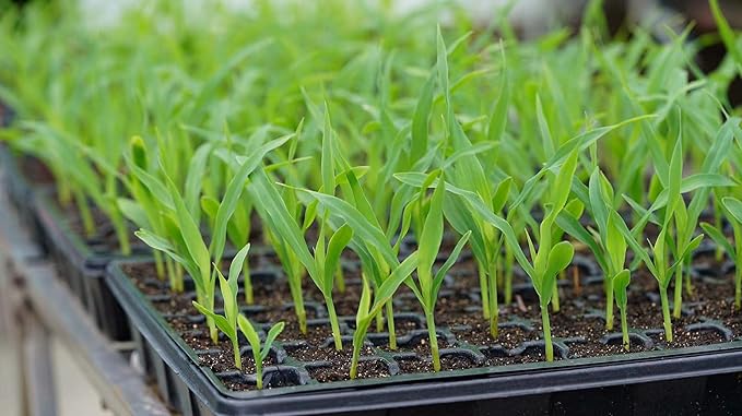 Gardzen Seed Starter Tray, 5 Pack Smiling Face Plant Germination Trays with Total 350-Cell, Seed Starter Kit with Humidity Vented Domes and Bases for Starting Vegetable Flower Herb Seeds 18" x 14" - Image 7