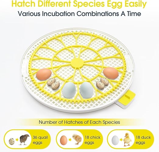 Sailnovo 18 Egg Incubator for Hatching Eggs with Automatic Egg Turning and Humidty Display, Temperature Control,360° Clear View, Egg Incubator for Hatching Chickens,Ideal for Farm,School and Lab - Image 7