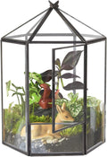 ELEGANTLIFE Glass Geometric Plant Terrarium,Succulent & Air Planter for Home Garden Office Decoration,No Plants(Black Hexagonal) by ELEGANTLIFE