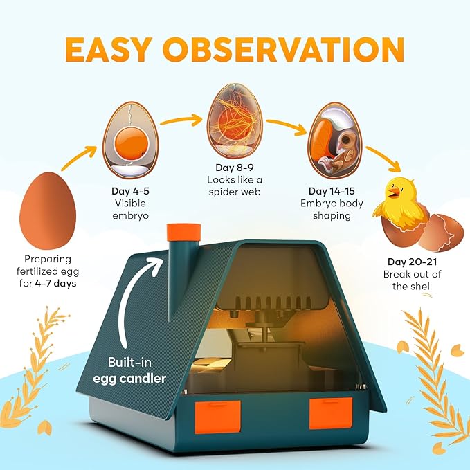 Incubator for Hatching Eggs - Ideal for All Ages - Automatic Turner and Humidity Control - Integrated Candler - 10 Eggs - Okkobi M10 - Green & Orange - Image 4