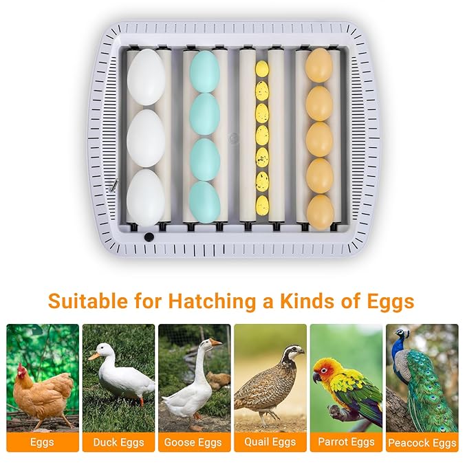 Winado 35 Chicken Incubator for Hatching Eggs, Egg Incubators w/Visual Water Level & Automatic Egg Turning & Temperature Humidity Control & Egg Candler - Image 4