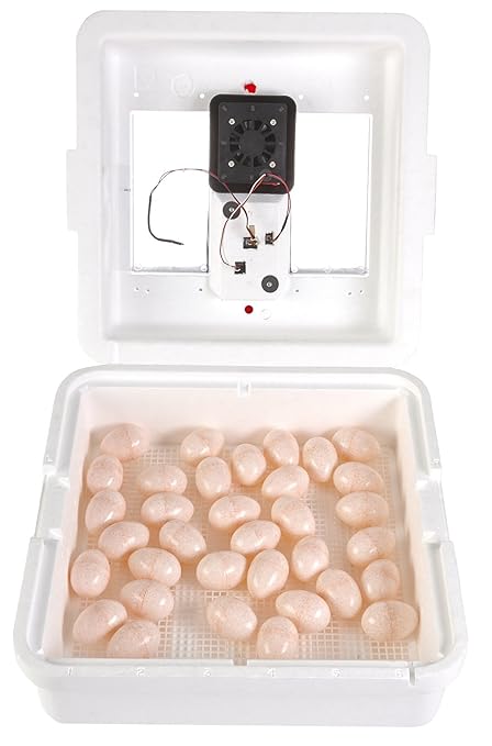 Little Giant® Digital Circulated Air Incubator | 41 Eggs | Egg Incubator with Fan, Temperature and Humidity Control | Hatching Eggs - Image 2