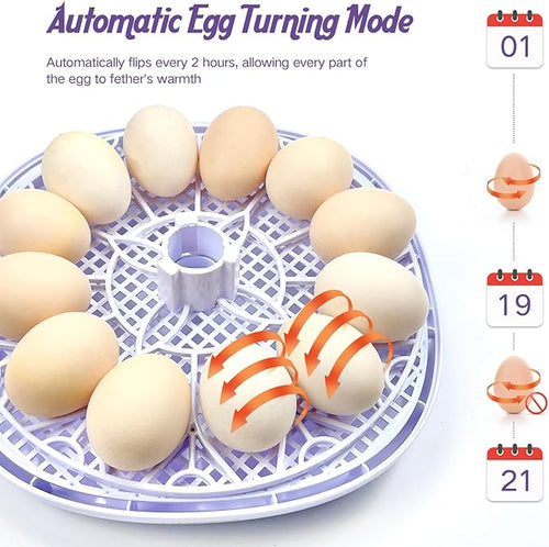 12 Egg Incubators for Hatching Eggs | with Auto Egg Turner, Temp & Humidity Control | 360° Viewing for Chicken, Duck, Quail Eggs | Ideal for Farm, School, Home - Image 2