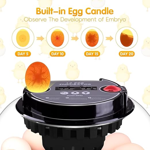 Egg incubators for Hatching Eggs, Automatic Egg Turning 12-24 Poultry Incubator with Temperature Control,Automatic Water Adding,℉ Display,360° View for Hatching Chickens, Duck,Quail,Goose Eggs (M12H) - Image 4