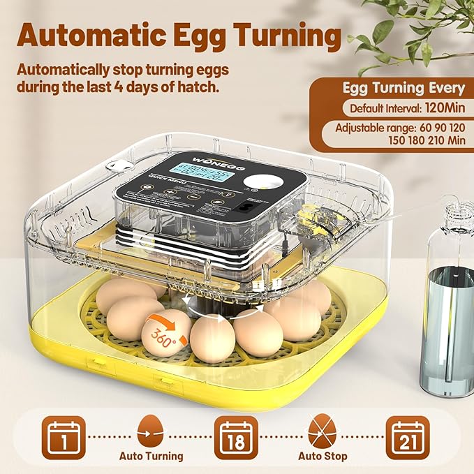 Incubator for Hatching Eggs, 12 Eggs Incubator with Automatic Egg Turning, Temperature & Humidity Control, LED Egg Candler, Incubation Days Display, for Chicken, Duck, Quail, Parrot Bird Eggs - Image 2