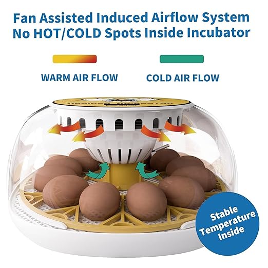Egg Incubator for Hatching Chicks, 12-24 Egg Incubators with Auto Turning, Automatic Water Top-up, Fahrenheit Display, 360° View Poultry Incubator for Hatching Chicken Duck Quail Parrot - Image 3