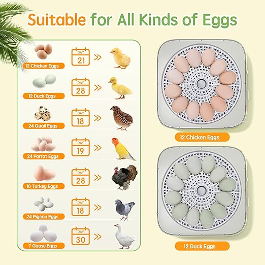 Incubator for Hatching Eggs Automatic Humidity and Temperature Control 12 Eggs Incubator, Digital Display Auto Turner 360° View Egg Candler for Chicken, Duck and Quail Bird Eggs - Image 7
