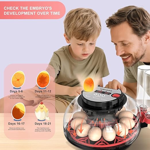 12 Egg Incubator for Hatching Chicken, Duck, Quail Eggs – 360° Visible Lid, Automatic Turning & Humidity Control, Built-in Egg Candler – Ideal for Home & Classroom Science Projects - Image 5