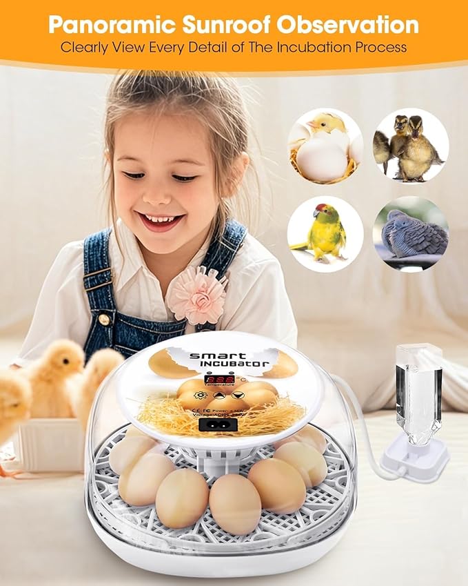 Incubators for Hatching Eggs, Chicken Waterer Cups, Automatic Egg Turner Holds 12 Eggs, Smart Incubator 360° Clear Window with Temperature Display Egg Candler for Small Poultry Chickens Ducks Quails - Image 2