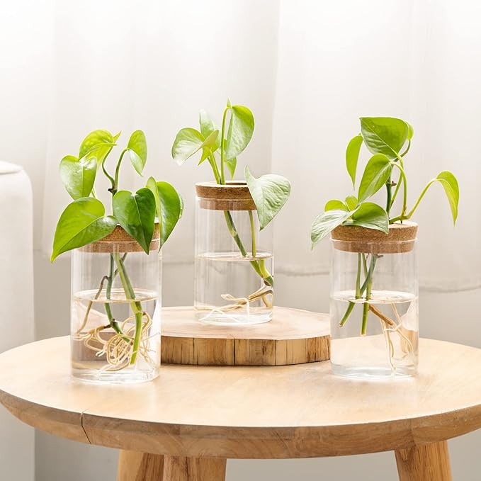 Dahey Plant Propagation Terrarium Desktop Glass Planter Station Water Planting Glass Vase with Lid and Wooden Stand for Propagating Hydroponic Plants Centerpiece Office Home Garden Decor, 3 Pcs - Image 6