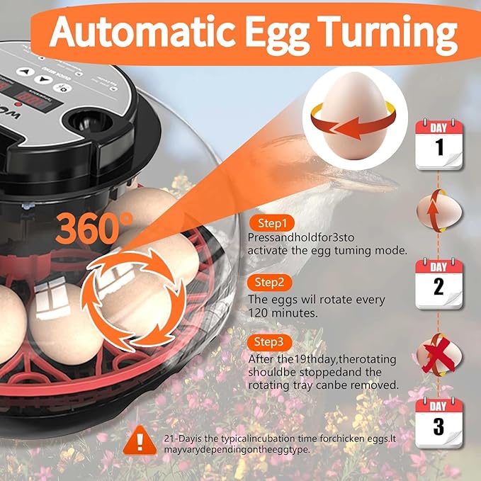 Egg Incubators for Hatching Eggs, Incubator for 12 Eggs Automatic Turning with Temperature Control+Humidity Display+Automatic Water Filling - Home Incubator for Quail Chicken Duck Pigeon - Image 3