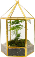 ELEGANTLIFE Glass Geometric Plant Terrarium,Succulent & Air Planter for Home Garden Office Decoration,No Plants(Gold Hexagonal) by ELEGANTLIFE