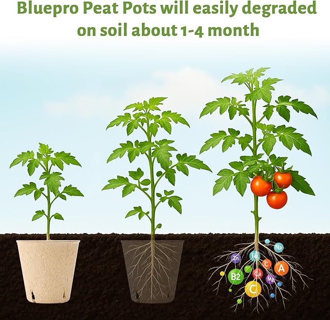 120 Packs 3.15 Inch Peat Pots, Biodegradable Pots for Seedlings with Drainage Holes, Herb Seed Starter - Image 4