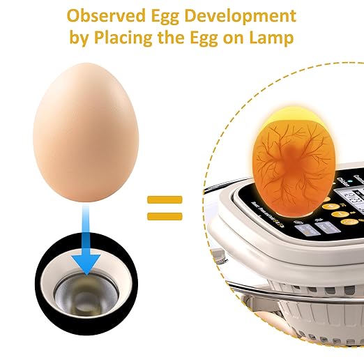 18 Egg Incubator with Automatic Egg Turning and Humidity Control, Intelligent Egg Incubator with Automatic Temp. Adjustment - Image 4