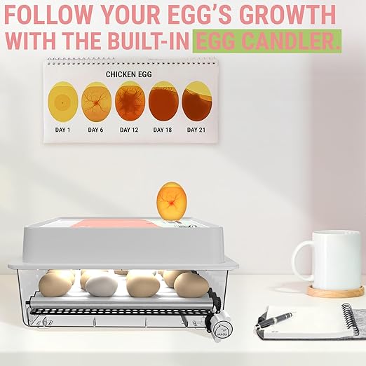 OBI-36 Egg Incubator for Hatching - 36 Eggs - Stable Temperature & Humidity Control with Eggloo Insulation, Candler - Ideal for Families and Farms - Suitable for Chicken, Duck, Quail Eggs - Orange - Image 3