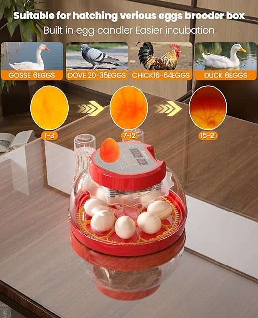 8 Chinken Incubators for Hatching Eggs with Automatic Egg Turning and Humidity Control Automatic Water Refill,Egg Candler Nature Right 360 Incubator Duck Quail Chick Turkey Hatching Incubator - Image 4