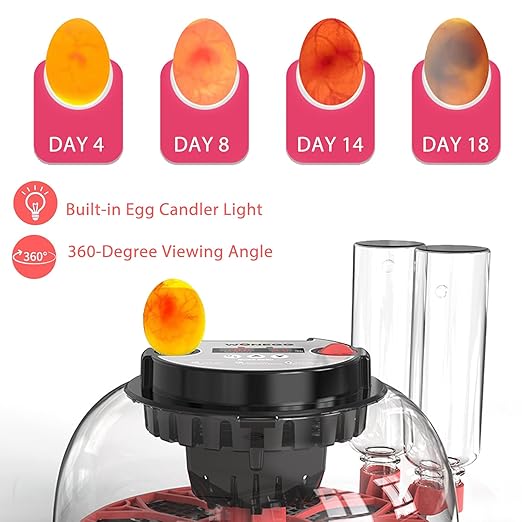 Incubators for Hatching Eggs, 12 Egg Incubator with Automatic Egg Turning and Humidity Control, 360° View Incubadora De Huevos De Gallina, Egg Candler, Incubator for Chicken Eggs, Ducks, Goose, Quail - Image 3