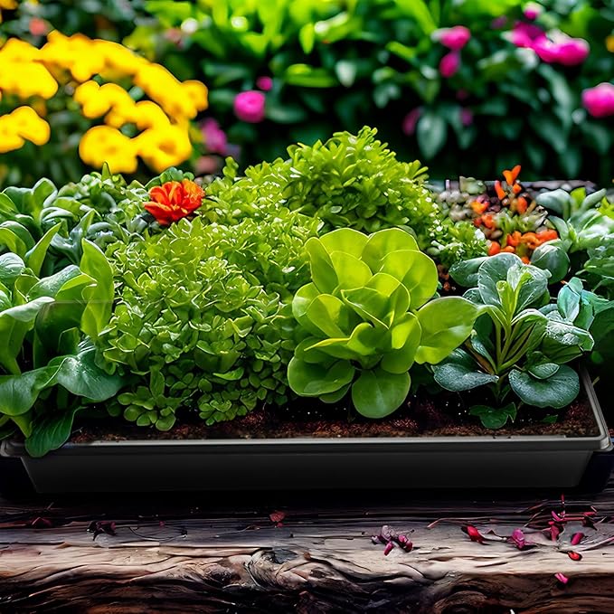 1020 Plant Tray with Tall 7.3'' Dome, 5-Pack Extra Large Seed Starter Tray with Humidity Domes, Heavy Duty 1020 Trays and Flats with Lid, Seed Germination Mini Greenhouse No Hole for Balcony Garden - Image 8