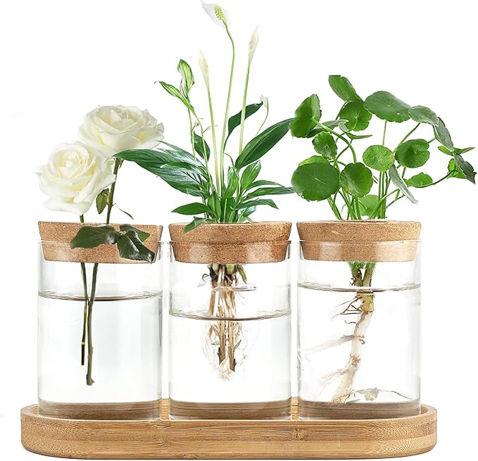 Dahey Plant Propagation Terrarium Desktop Glass Planter Station Water Planting Glass Vase with Lid and Wooden Stand for Propagating Hydroponic Plants Centerpiece Office Home Garden Decor, 3 Pcs by Dahey