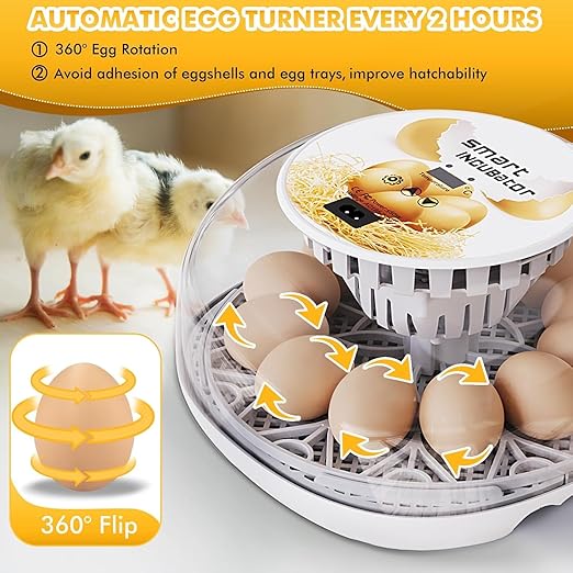 Egg incubators for Hatching Eggs, Automatic Egg Turning 12-24 Poultry Incubator with Temperature Control,Automatic Water Adding,℉ Display,360° View for Hatching Chickens, Duck,Quail,Goose Eggs (M12) - Image 2