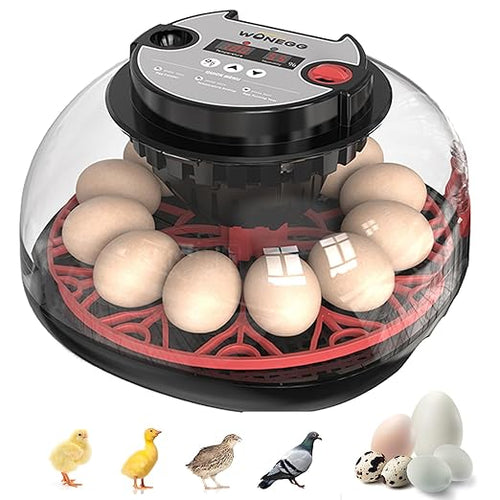 12 Egg Incubator for Hatching Chicken, Duck, Quail Eggs – 360° Visible Lid, Automatic Turning & Humidity Control, Built-in Egg Candler – Ideal for Home & Classroom Science Projects by Unknown