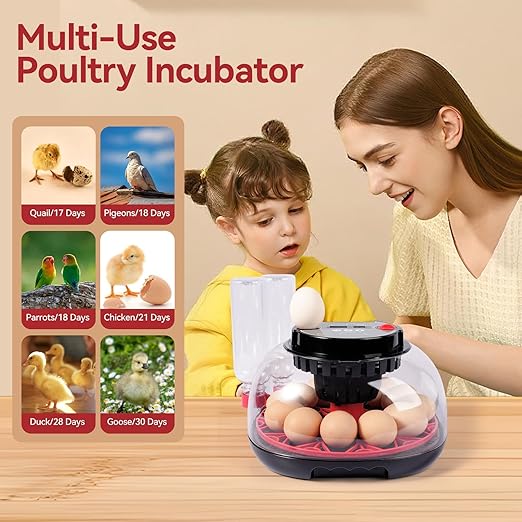 12 Egg Incubators for Hatching Eggs, Chicken Egg Incubator with Automatic Egg Turning and Temperature Humidity Control, 360° Clear View Lid or Home, Farm, Classroom, Hatching Chicken, Duck,Quail,Goose - Image 7