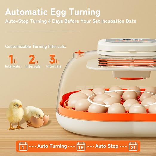 25 Egg Incubator, Extra-Large Interior with High Protective Wall, Top Carry Handle, Automatic Egg Turner, Preset Incubation Period, Auto Water Refill, for Chicken, Quail & Duck Eggs, APDOE HatchPro 25 - Image 5