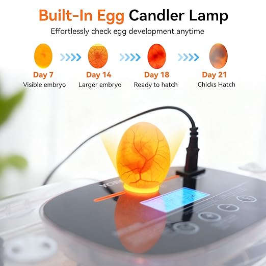 Incubators for Hatching Eggs, 24 Egg Incubator, Automatic Egg Turner with Humidity Control & Digital Temperature, Hatch Day, Auto Water Refill, 360°Viewing for Chicken, Duck, Quail, Duck, Goose - Image 5