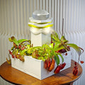 LeGrow Nepenthes Terrarium System – Pitcher Plant Planter with LED Grow Light & Humidifier, Self-Watering Indoor Carnivorous Plants Setup – No Live Plant, Beginner Friendly by LeGrow