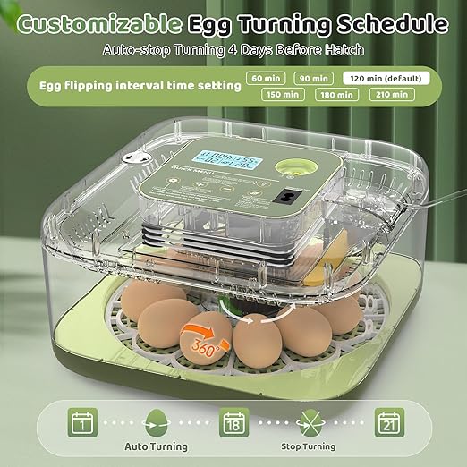 Incubators for Hatching Eggs 12 Egg Digital Egg Incubator Precision Auto Temp Humidity Control 6 Gear Adjustable Auto Turner Auto Stop Turning Hatching Days Display for Chicken Duck Goose Eggs - Image 5