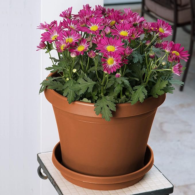 Bloem Terra Resin Saucer Tray: 4.75" Bottom Width - Terra Cotta - Matte, Durable, Ribbed Bottom, Indoor and Outdoor, Fits 6" Terra Pots - Image 2