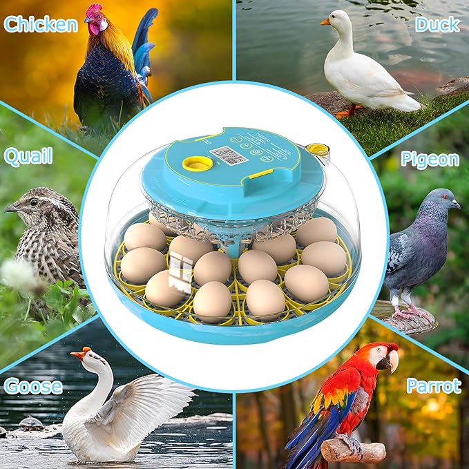 Incubators for Hatching Eggs, 18 Eggs Incubator with Automatic Egg Turning and Temperature Humidity Control, Egg Candler with 360° Viewing for Home, Farm, Classroom, Hatching Chicken, Duck,Quail,Goose - Image 6