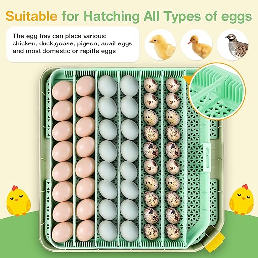 Sailnovo 48 Egg Incubator for Hatching Eggs with Precise Temp & Humidity Control,Auto Egg Turning, 360°Viewing, Egg Candler,Incubator for Chicken Eggs/Duck/Quail/Turkey,Ideal for Farm/School/Lab,Green - Image 7