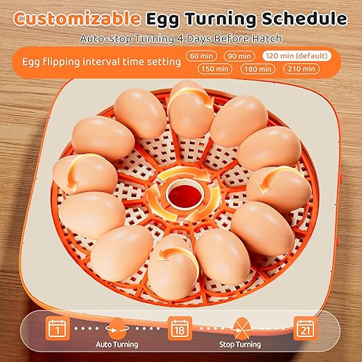 Incubators for Hatching Eggs 12 Egg Digital Egg Incubator Precision Auto Temp Humidity Control 6 Gear Adjustable Auto Turner Auto Stop Turning Hatching Days Display for Chicken Duck Goose Eggs - Image 4